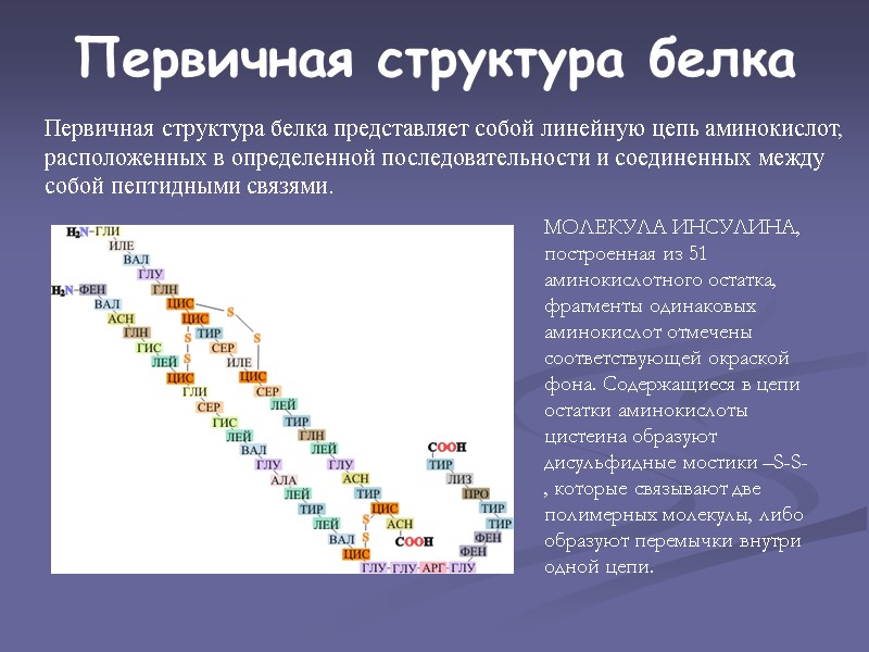 Первичная структура белка Первичная структура белка представляет собой линейную цепь аминокислот, расположенных в определенной